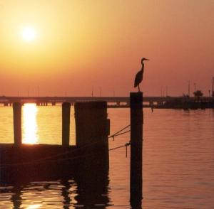 long wharf sunrise heron crop